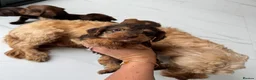 Mixed Breed dogs for sale: 5 Beautiful Chocolate brown & Tan Puppies  in Egham - Advert 2