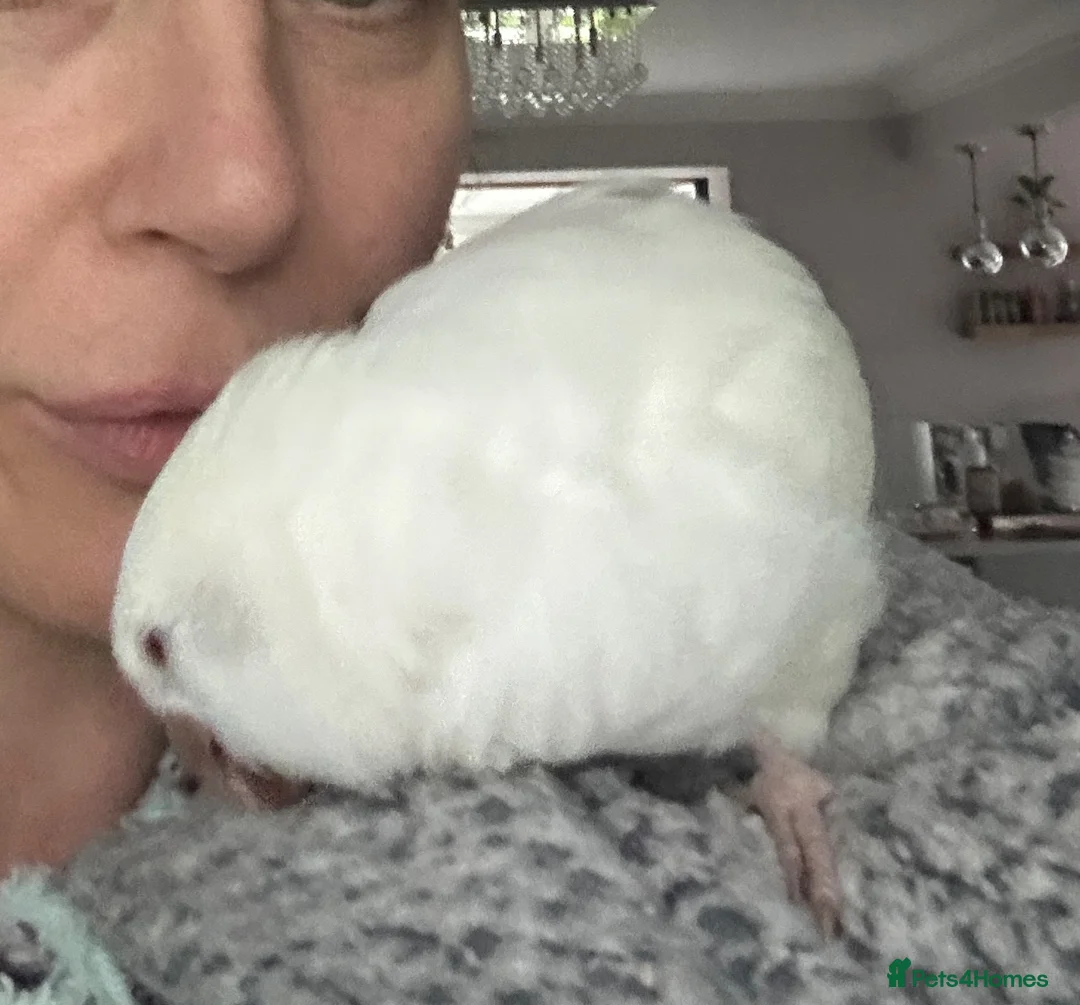 Parrots birds for sale: Cuddley quaker parrot  - Advert 2
