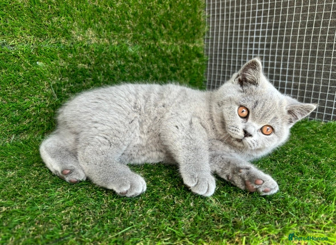 British Shorthair cats STUNNING BRITISH SHORTHAIR KITTENS GCCF REG - Advert 1