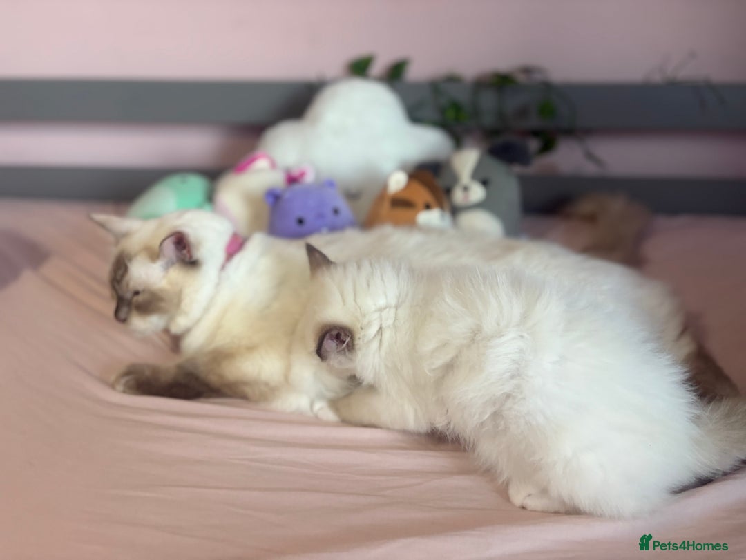 Ragdoll cats for sale:  🎀DNA Clear🧡TICA Reg🧡Ragdoll Kitten🎀 - Image 4