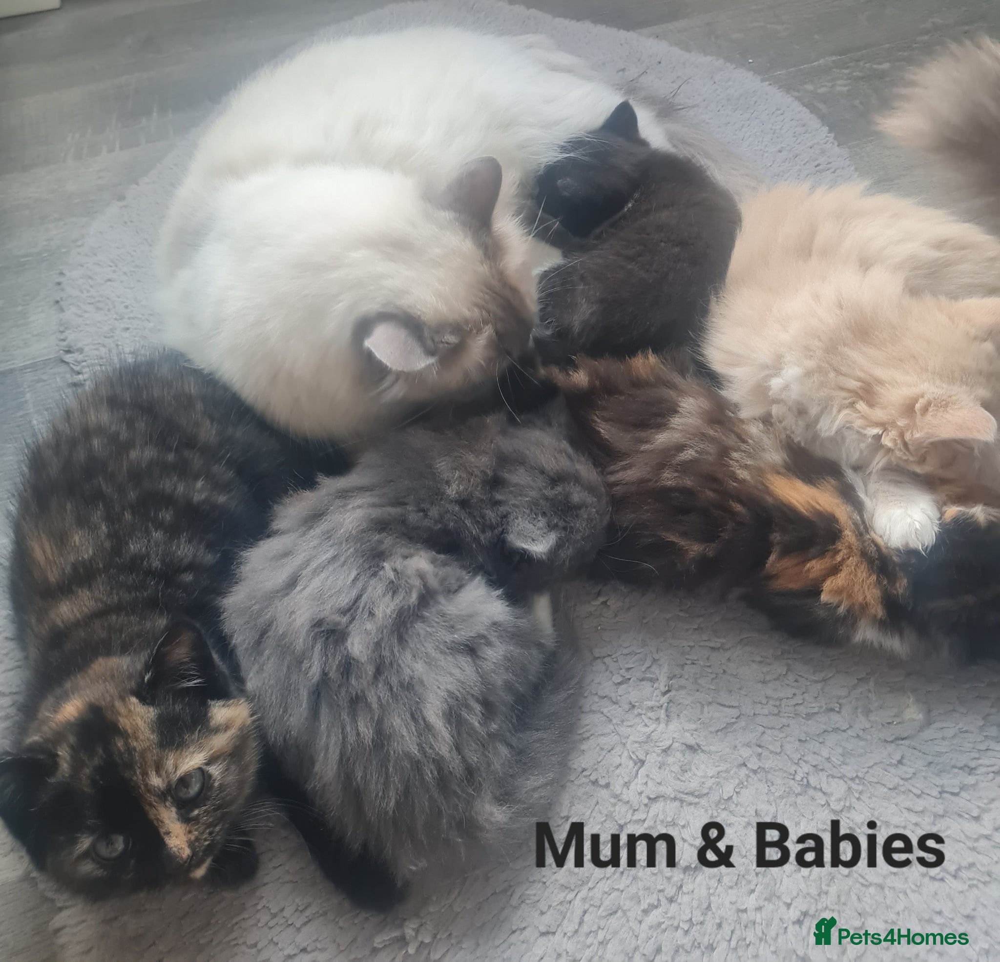 Ragdoll cats Ragdoll persian kittens  - Advert 2