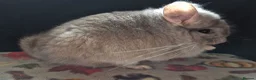 Chinchilla rodents for sale: A verity of Chinchillas rpa/rpac - Advert 30