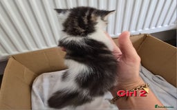 Mixed Breed cats for sale: Fluffy kittens - Image 7