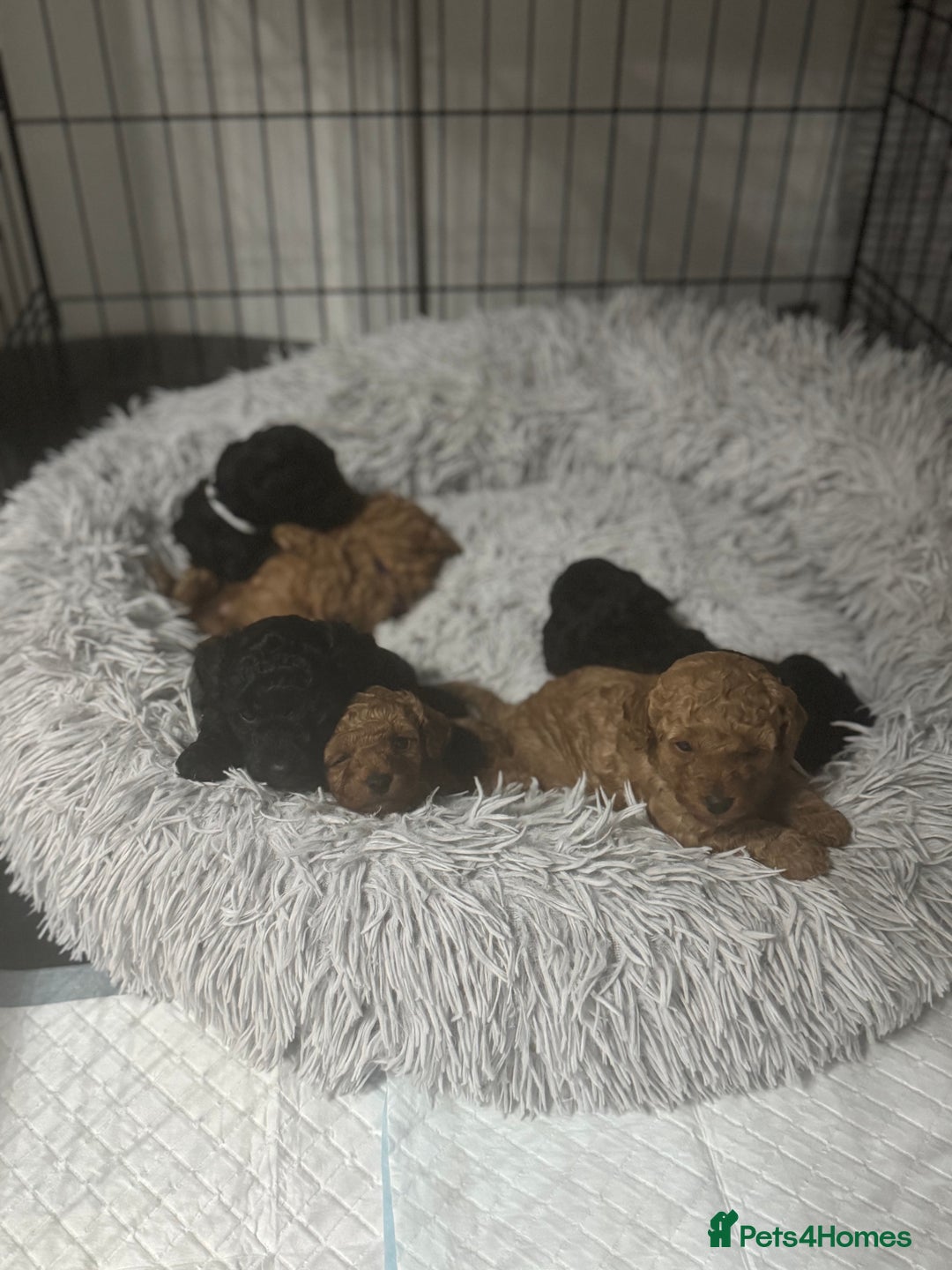 Toy Poodle dogs for sale: Toy poodle  - Advert 1