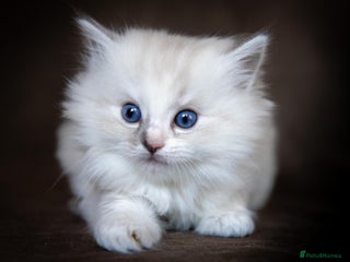 Ragdoll cats Stunning Ragdolls Ready Dec 24th - Advert 5