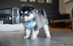 Pomsky dogs for sale: Beautiful husky marked Pomskies  - Image 22
