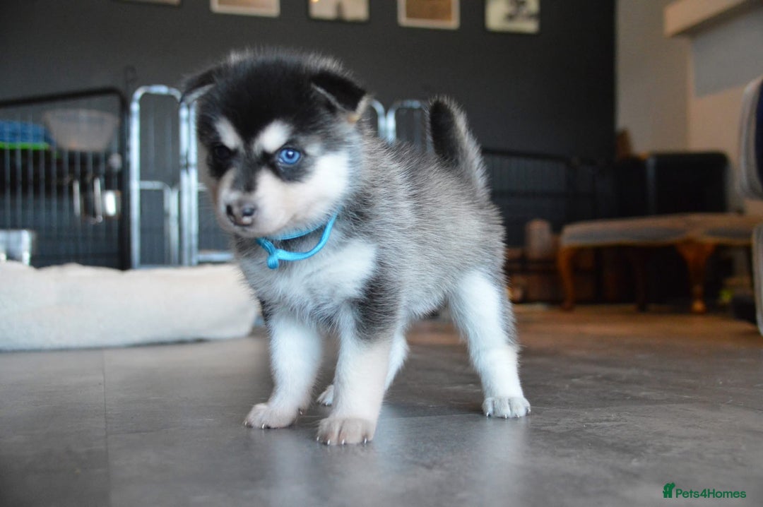 Pomsky dogs for sale: Beautiful husky marked Pomskies  - Image 22
