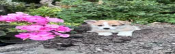 Welsh Corgi Pembroke dogs for sale: KC registered corgi puppy - Advert 15