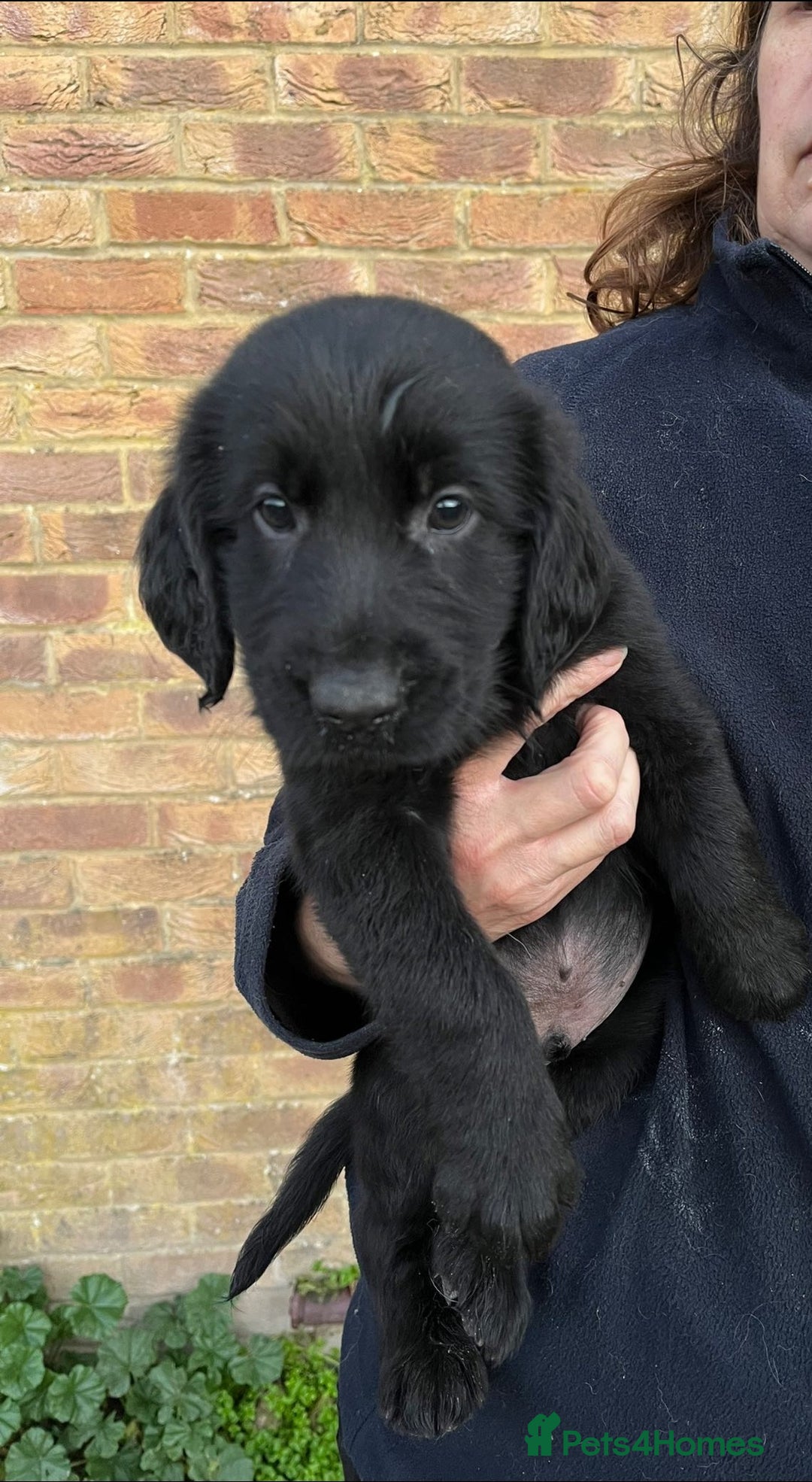 Flat coated Retriever dogs for sale: Lovely Boys Looking For Looking for Home - Advert 4