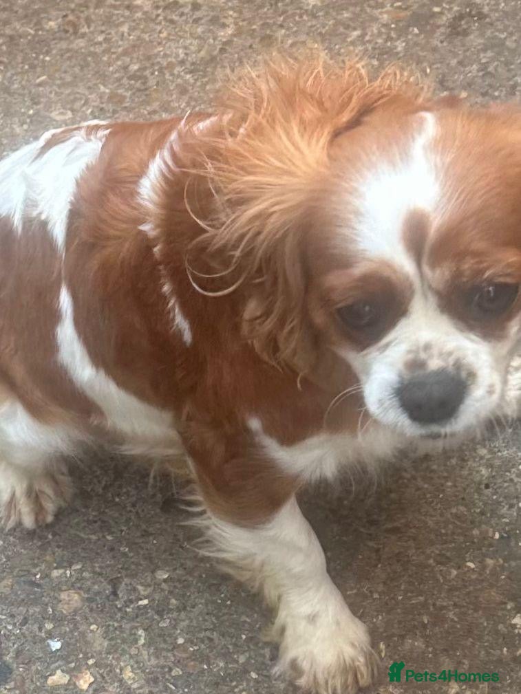 Mixed Breed dogs F1 Fox red cavapoo  - Advert 4