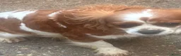 Mixed Breed dogs for sale: F1 Fox red cavapoo  - Advert 1