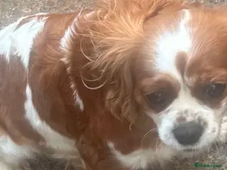 Mixed Breed dogs F1 Fox red cavapoo - Advert 4