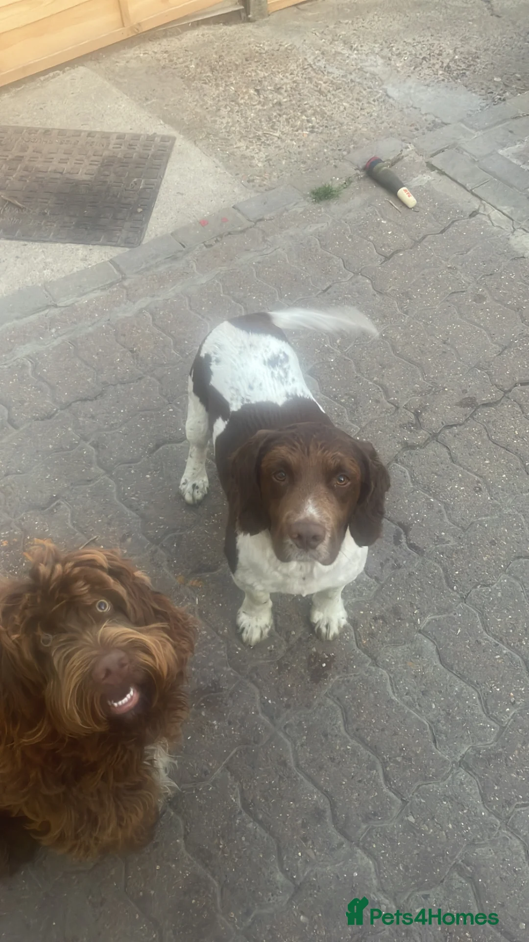 English Springer Spaniel dogs for sale: 4 year old male springer  in Dartford - Advert 2