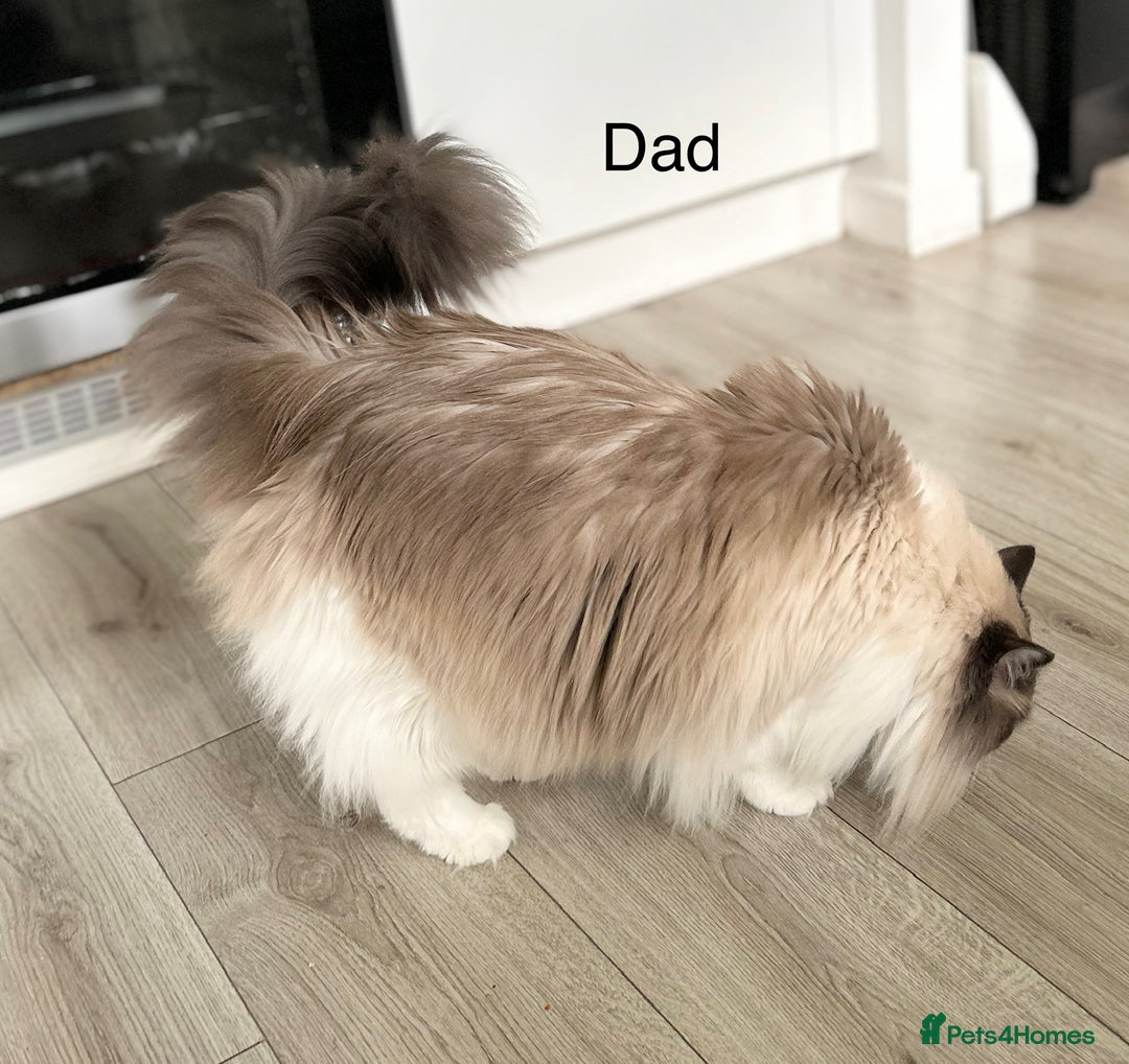 Ragdoll cats for sale: Beautiful Ragdoll kittens from Champion lines - Image 29