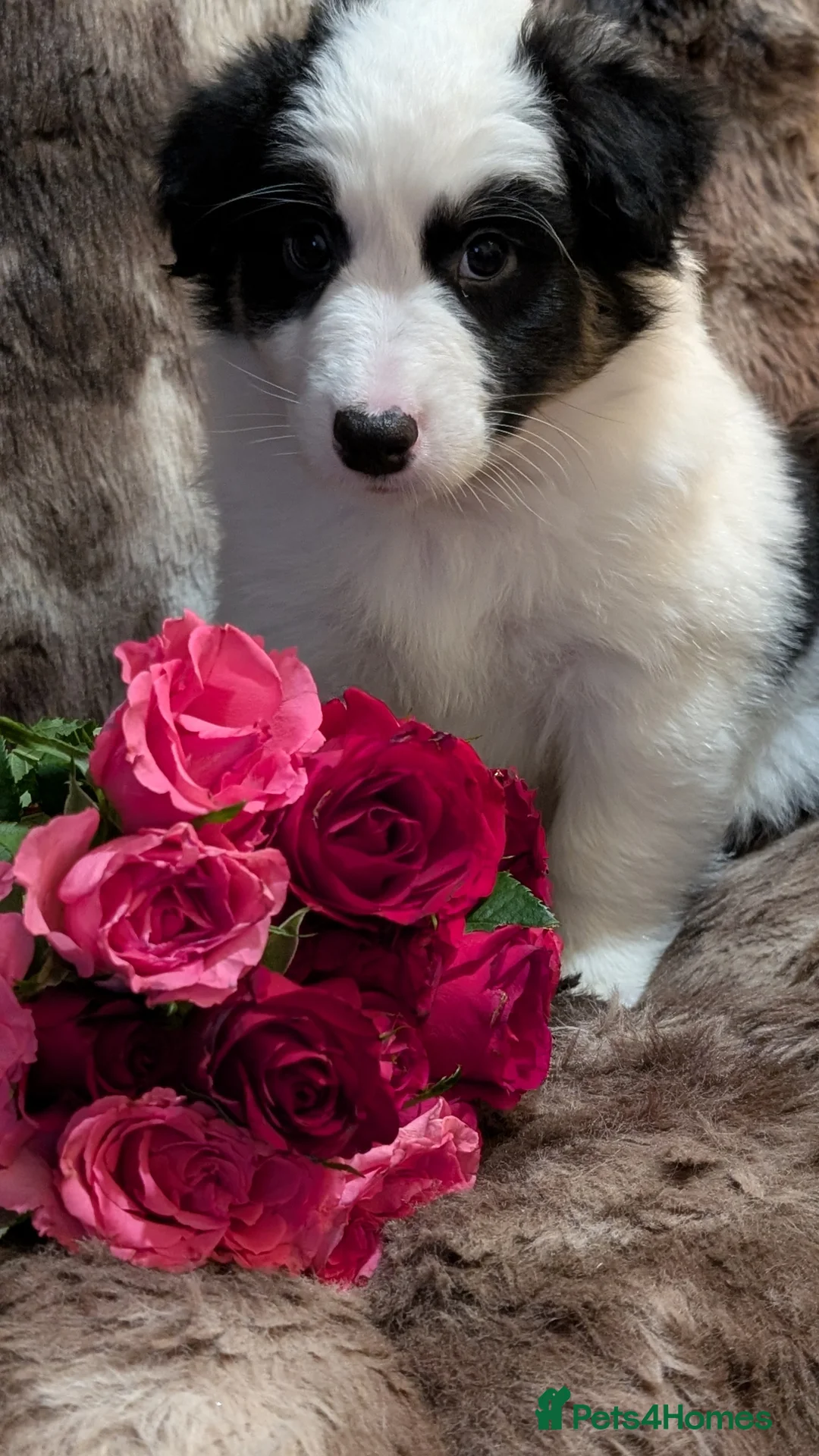Australian Shepherd dogs for sale: Australian shepherd puppies  - Advert 3