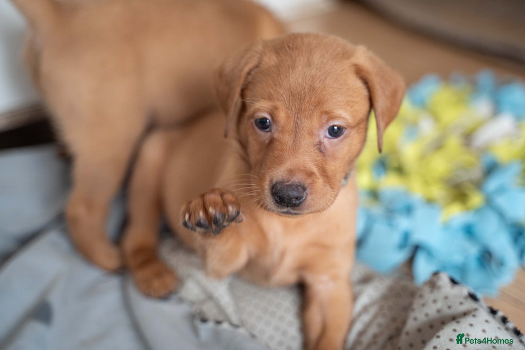 Labrador Retriever dogs for sale: Stunning Fox Red Labrador Puppies For Sale - Image 6