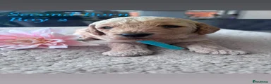 Cockapoo Ace
