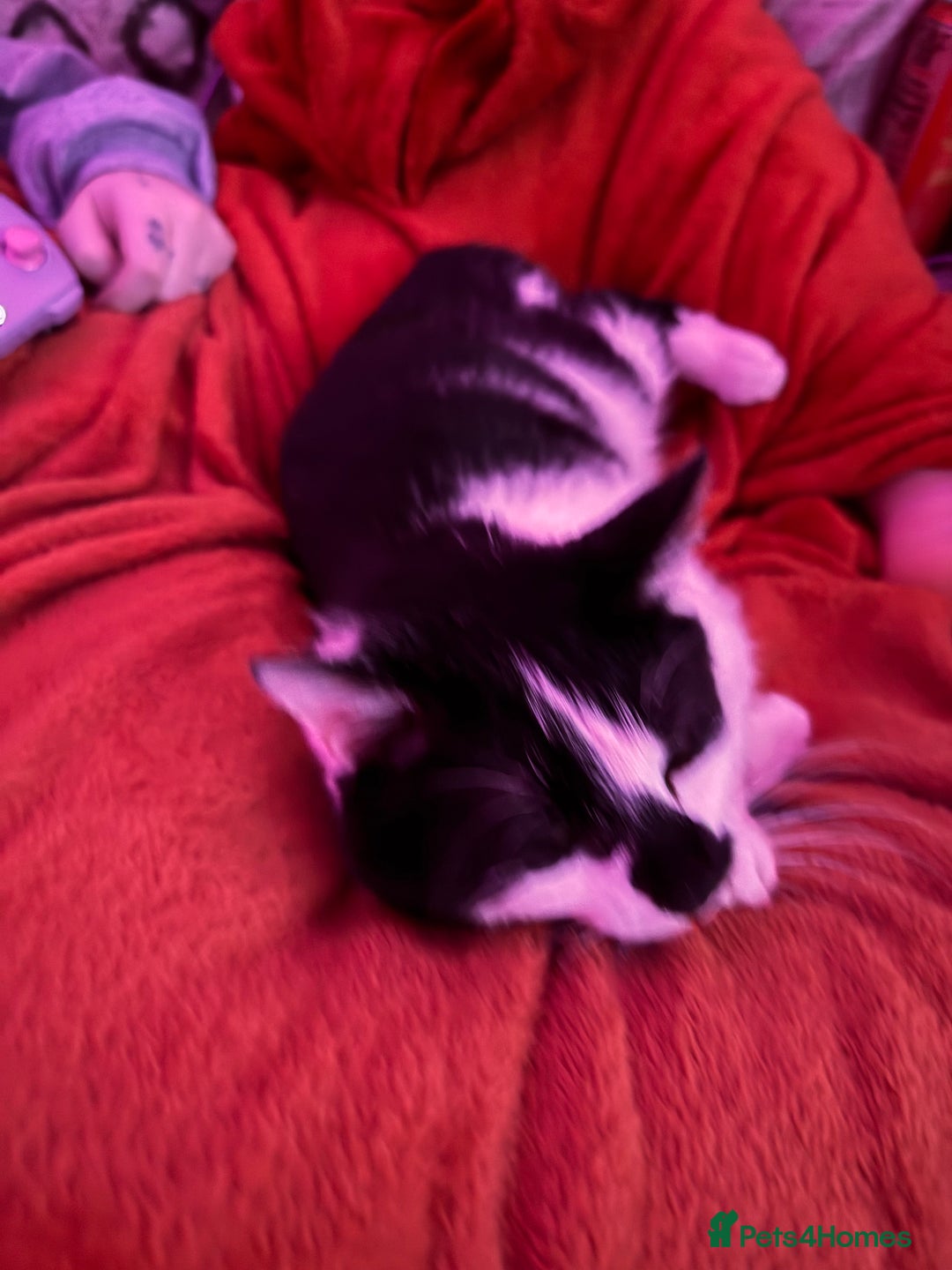 Domestic Shorthair cats for sale: Rehoming 2 year old Phantom £0 - Image 8