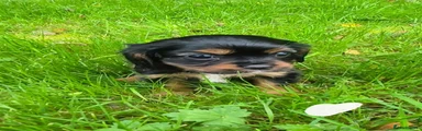 Cavalier King Charles Spaniel 2