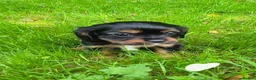 Cavalier King Charles Spaniel dogs for sale: Health Tested KCReg Cavalier King Charles Spaniel - Advert 5