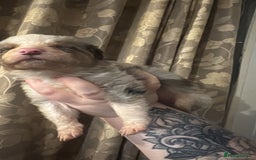 Border Collie dogs for sale: Merle border collies - Advert 5