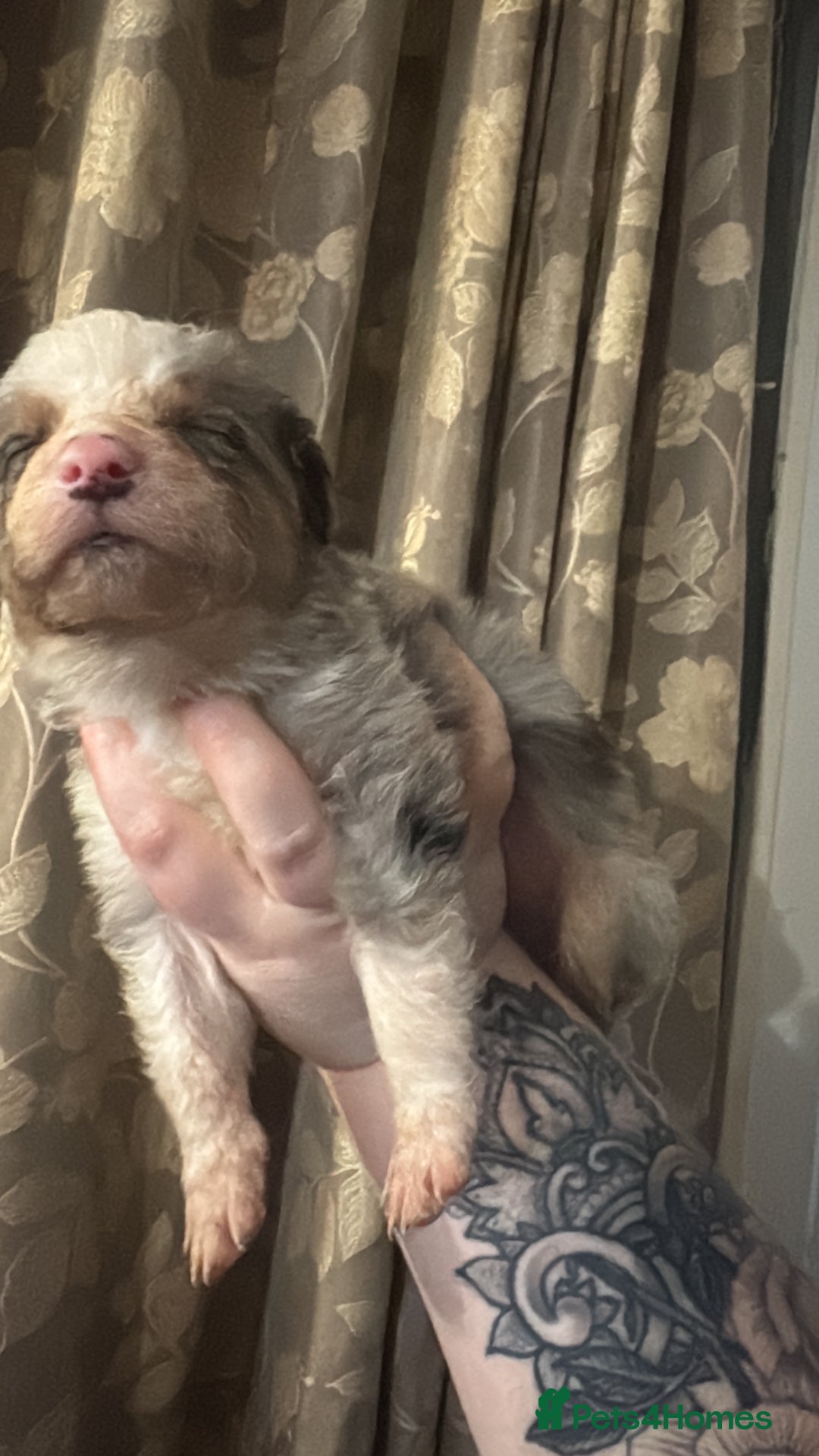 Border Collie dogs for sale: Merle border collies - Advert 5