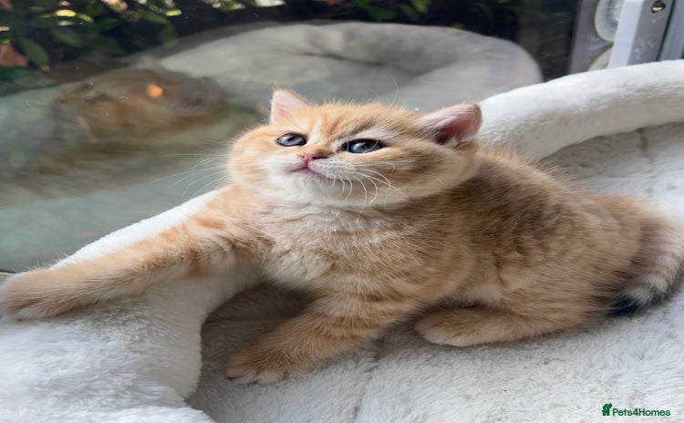 British Shorthair cats - Advert 15