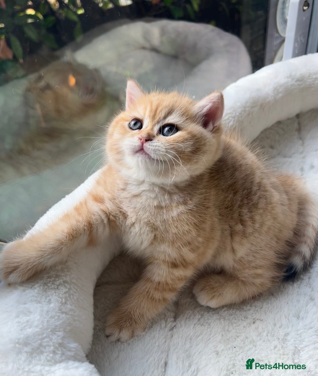 British Shorthair cats for sale: TICA Reg Beautiful Golden & Golden Tabby Bsh  - Advert 1