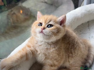 British Shorthair cats TICA Reg Beautiful Golden & Golden Tabby Bsh - Advert 9
