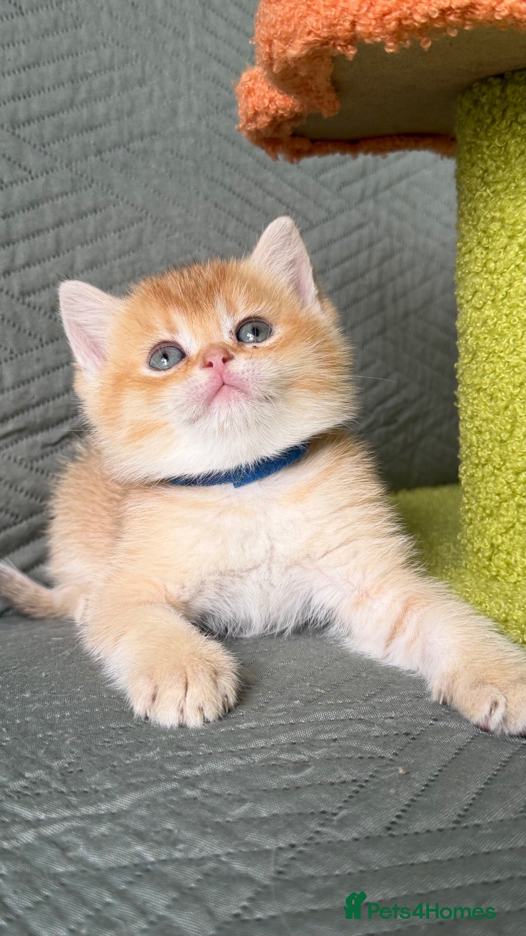 British Shorthair cats British Sh/Longhair golden TICA - Advert 5