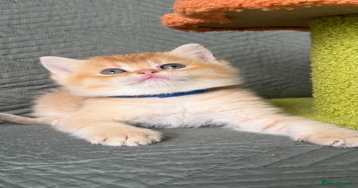 Tabby orange Kittens for sale | Pets4Homes