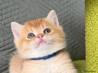 British Shorthair cats British Sh/Longhair golden TICA - Advert 2