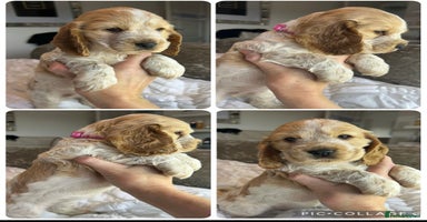 Cocker Spaniel dogs - Advert 4