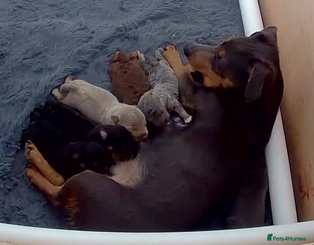 Jack Russell dogs for sale: Jack Russell Puppies 4 boys 1 girl available - Image 2