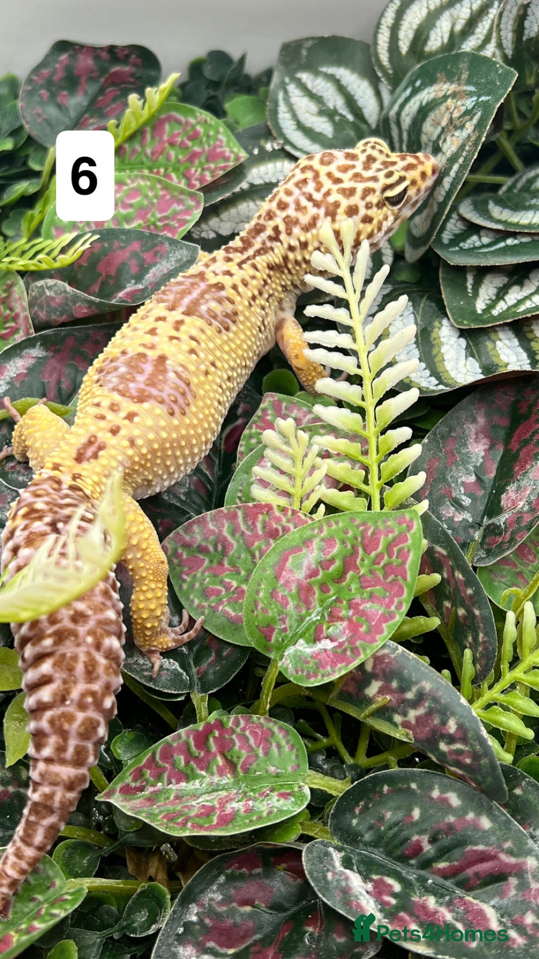 Gecko reptiles for sale: Leopard, gargoyle, crested geckos - Advert 6