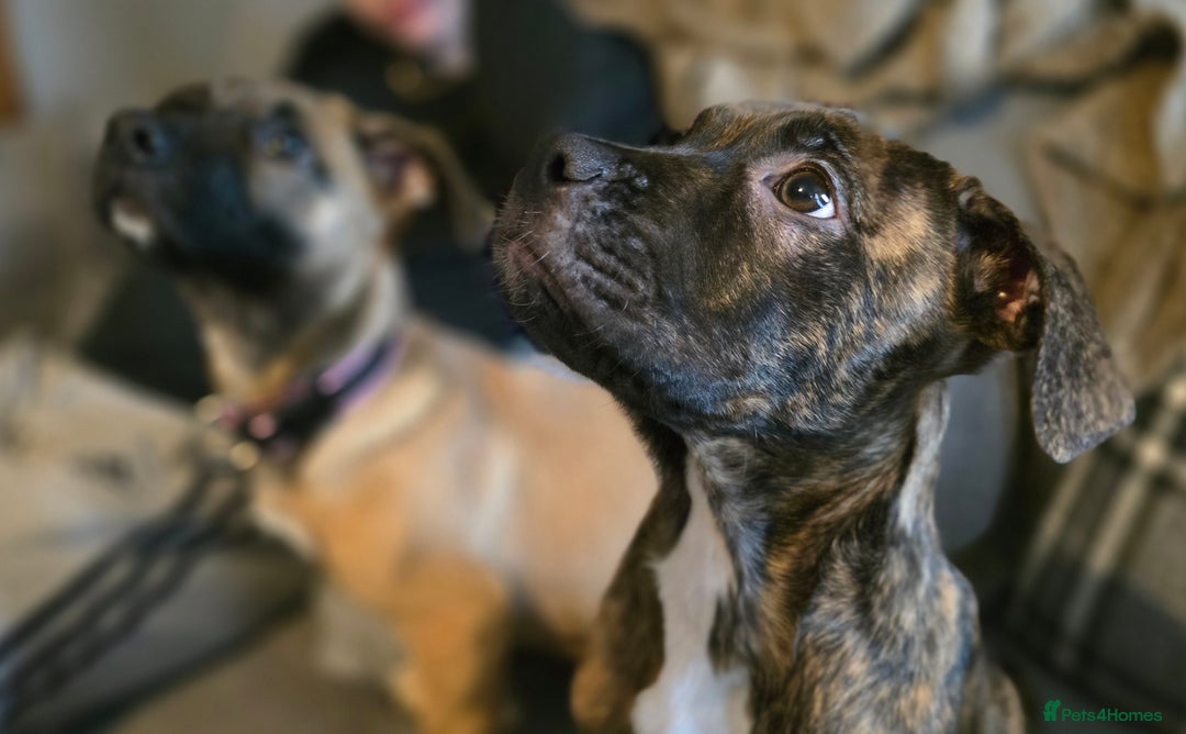 Mixed Breed dogs for sale: Staffy corso x dogue de bordeaux - Advert 6