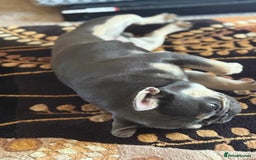 French Bulldog dogs for stud: French bulldog stud 1st time - Image 3