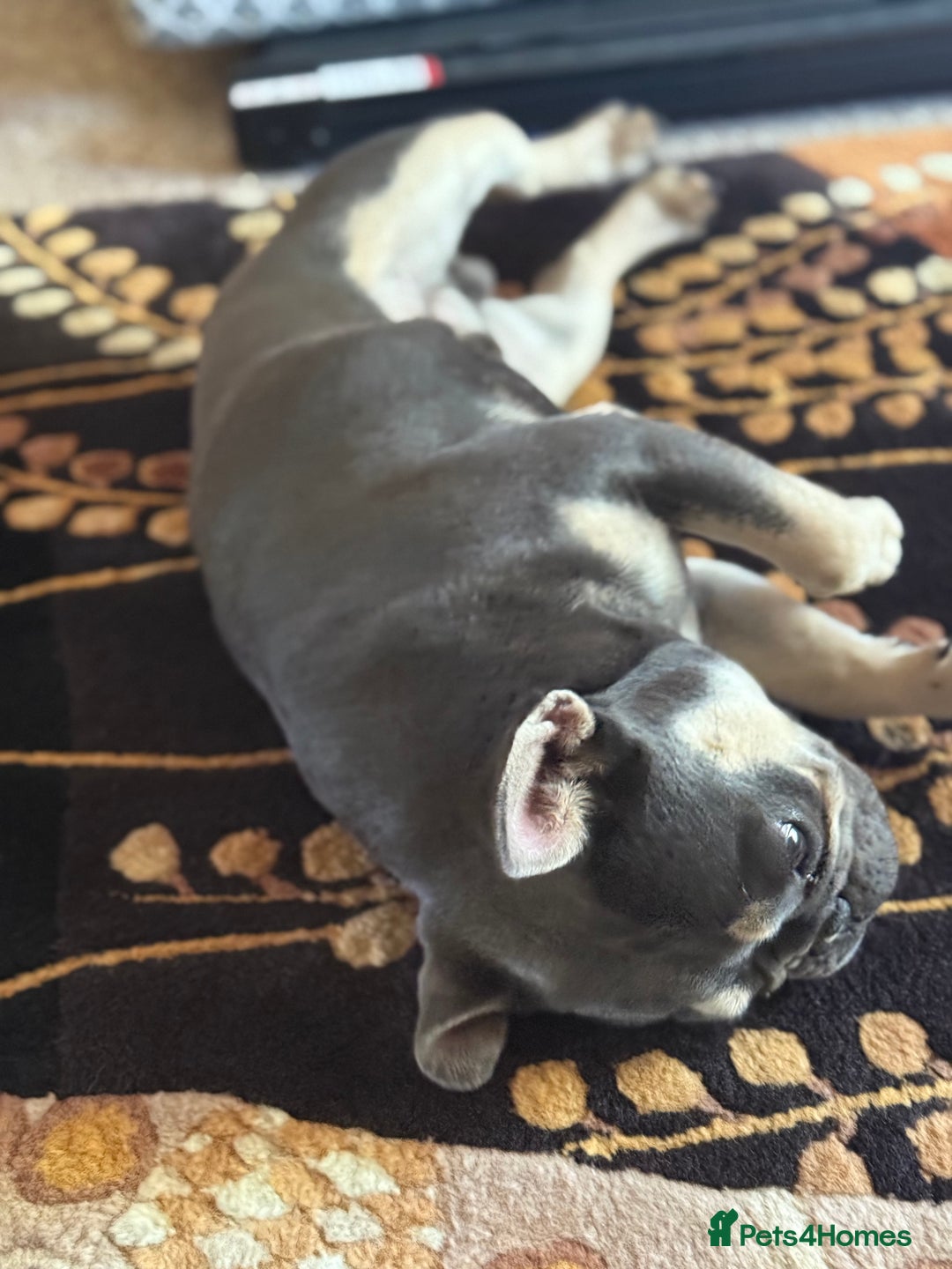French Bulldog dogs for stud: French bulldog stud 1st time - Image 3