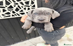 Mixed Breed dogs for sale: Mastiff pups for sale - Image 1