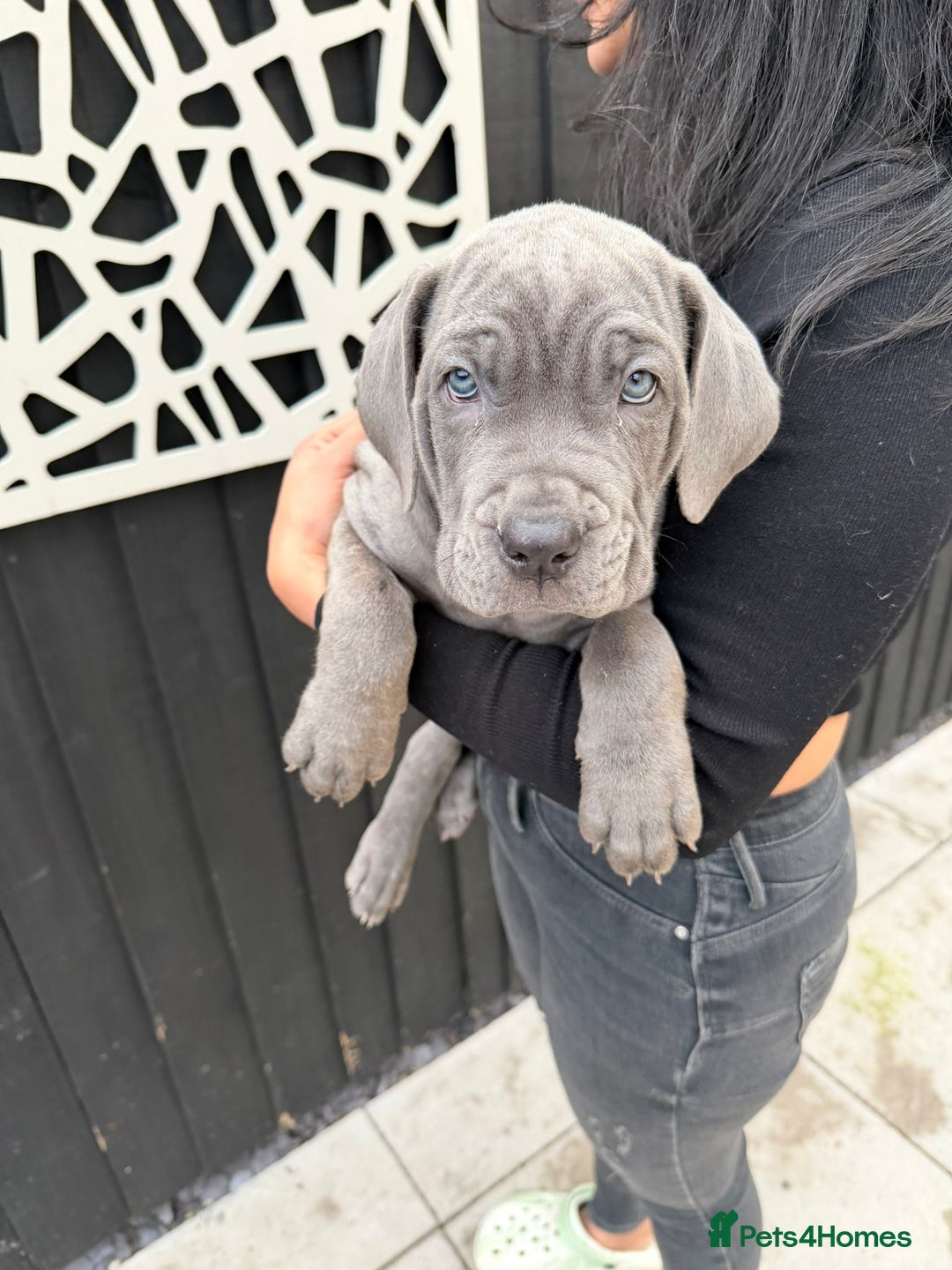 Mixed Breed dogs for sale: Mastiff pups for sale - Image 1