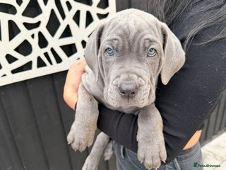 Mixed Breed dogs for sale - Advert 1