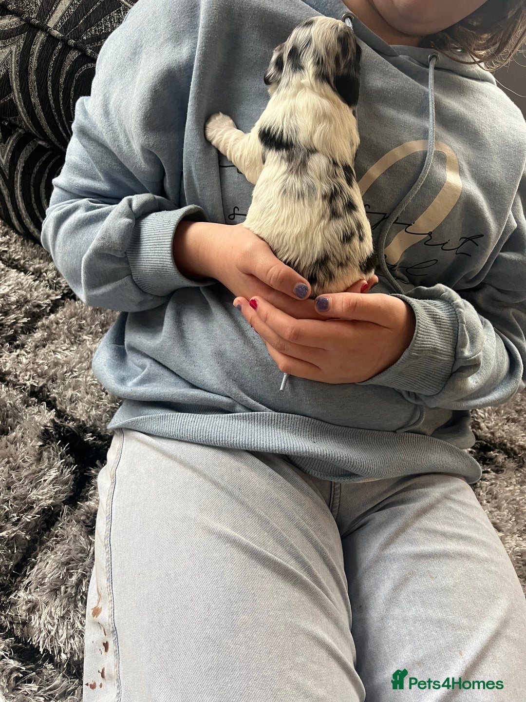 Cockapoo dogs for sale: Rare marked  small cockerpoo puppys  - Advert 24