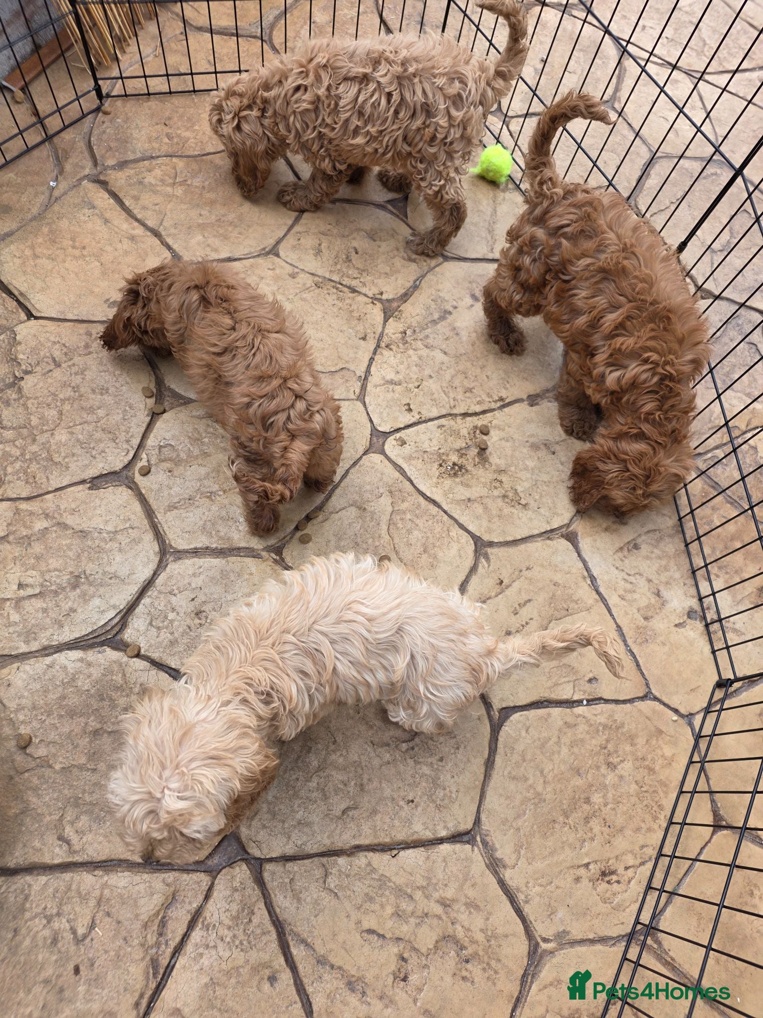 Cockapoo dogs COCKAPOO AVAILABLE £795 - Advert 1