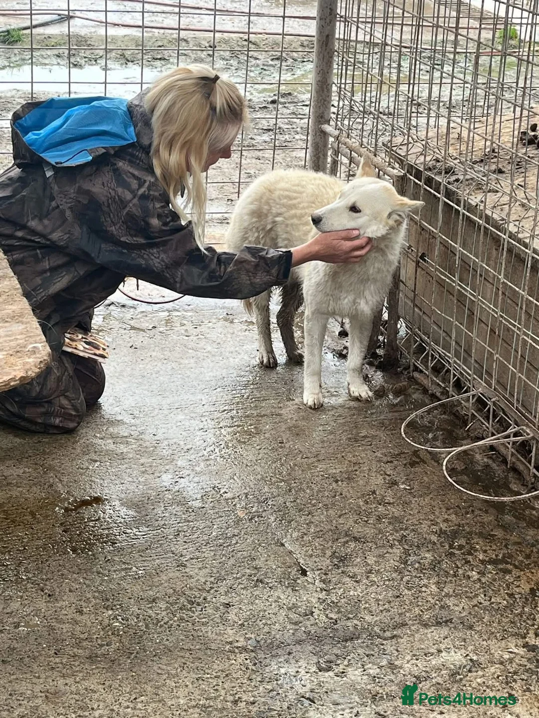Mixed Breed dogs for adoption: Song - Norwich Norfolk  - Advert 6