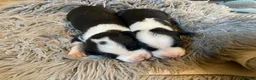 Sprollie dogs for sale: ⚡️Stunning Sprollie Puppies⚡️ - Advert 3