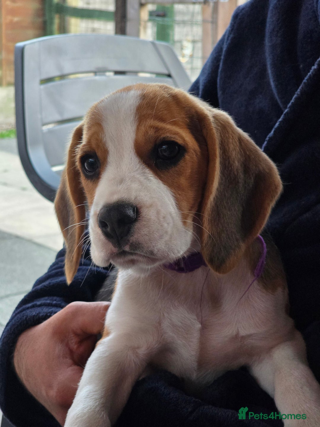Beagle dogs for sale: 1 beagle girl left, ready now ❤️ in Warrington - Image 3