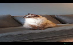 Ragdoll cats for sale: Health tested beautiful ragdoll kittens  - Image 18