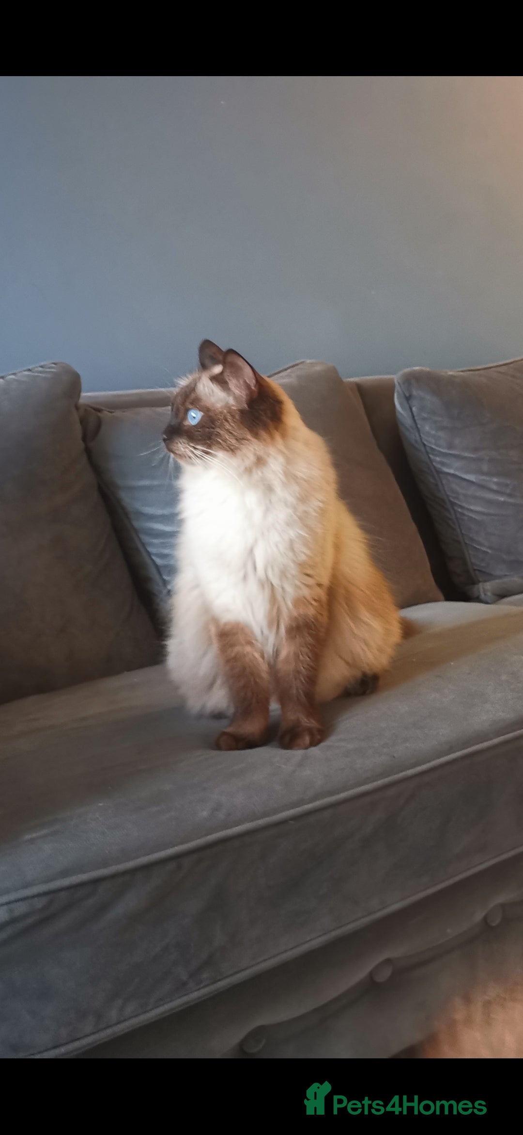 Ragdoll cats for sale: Health tested beautiful ragdoll kittens  - Image 18