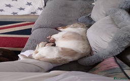 Miniature Dachshund dogs for sale: Male long hair dachshund  - Image 4