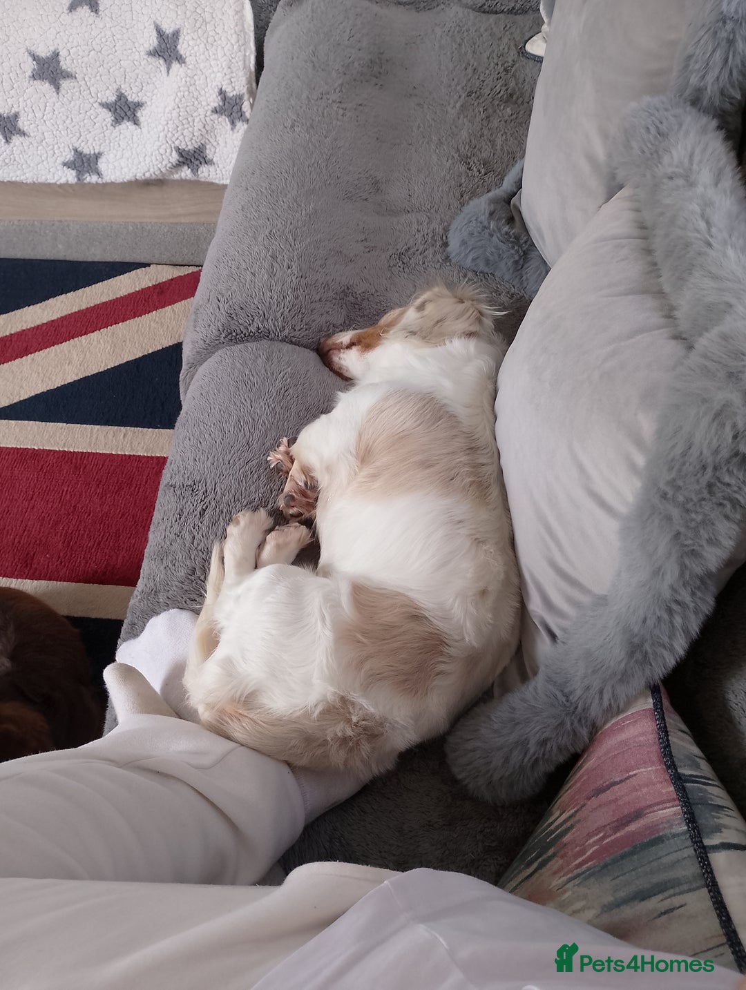 Miniature Dachshund dogs for sale: Male long hair dachshund  - Image 4